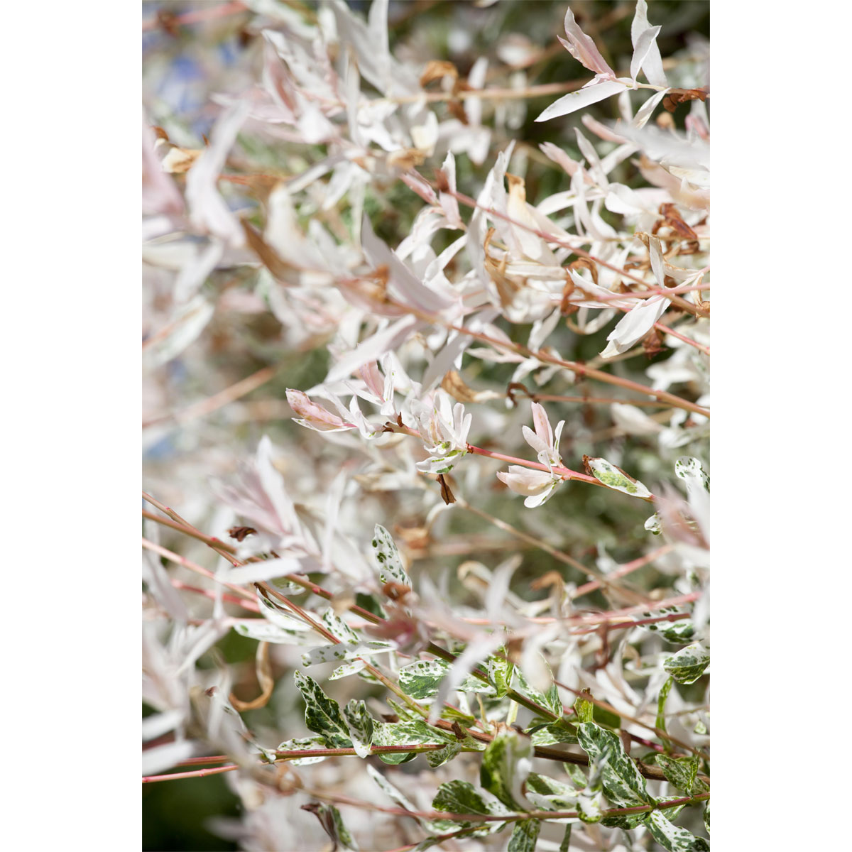 Plantiflor Harlekinweide Hakuro Nishikii Stamm 40 cm Topf Durchmesser 17 cm