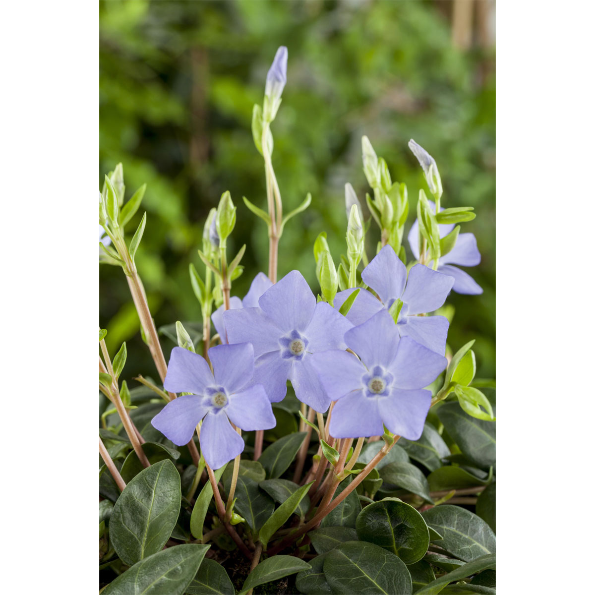 Plantiflor Kleinblättriges Immergrün violettblau Topf Durchmesser 15 cm