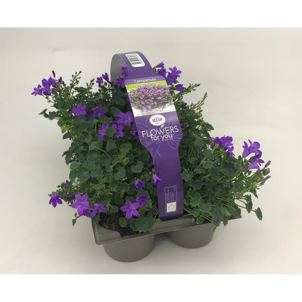 Plantiflor  Glockenblume 6er-Pack