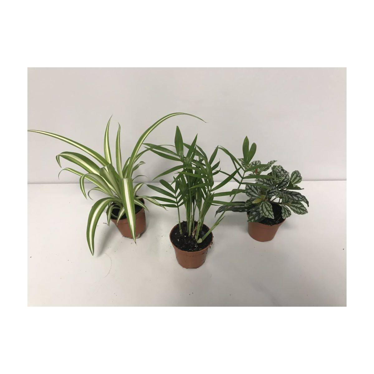 Plantiflor  Grünpflanzen-Mix Mini T6