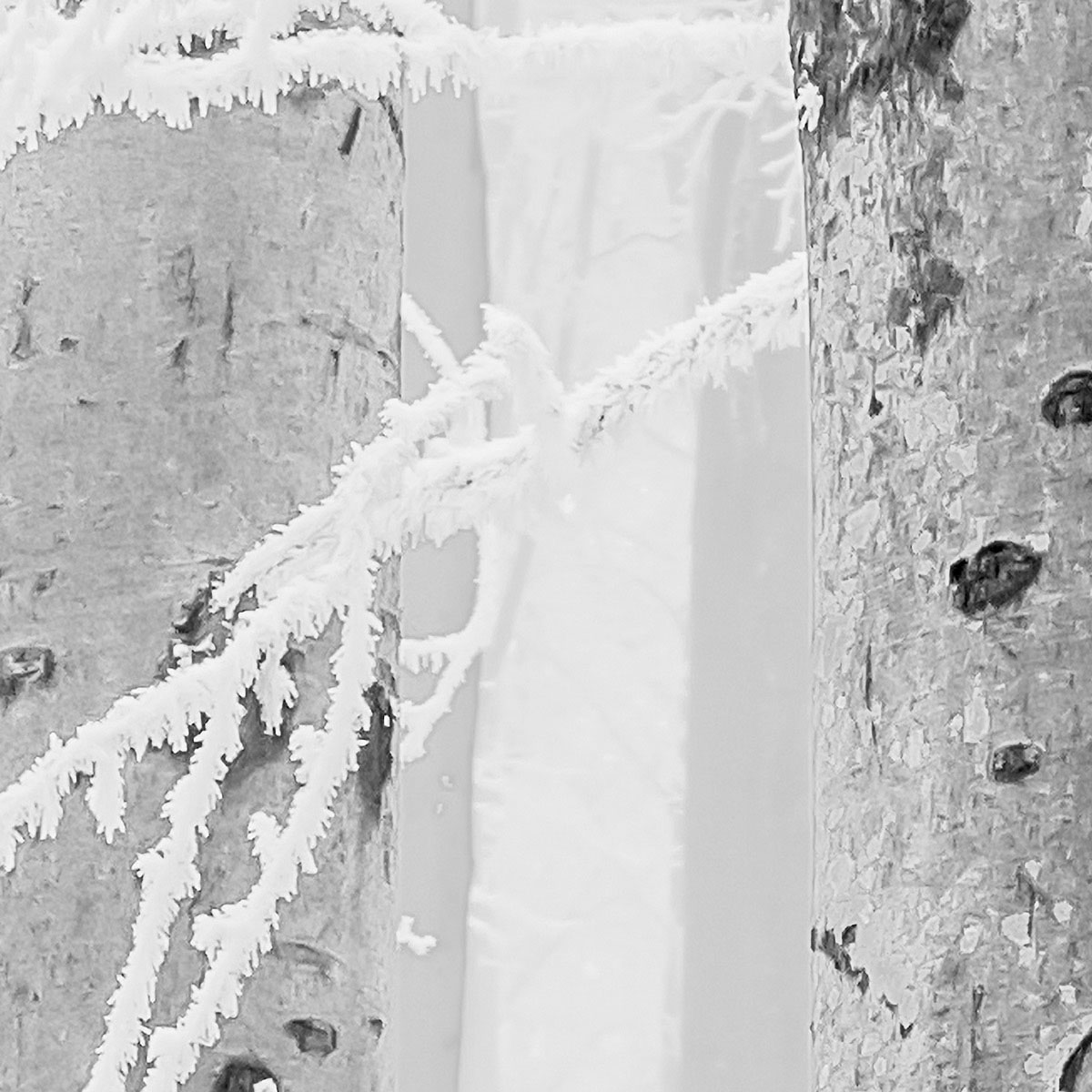 Komar  Vlies Fototapete Winter Wood 400x280 cm Bild 6