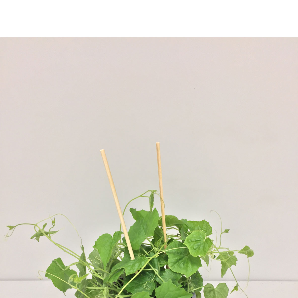 Plantiflor  Gourmet Gurken Oliven T11