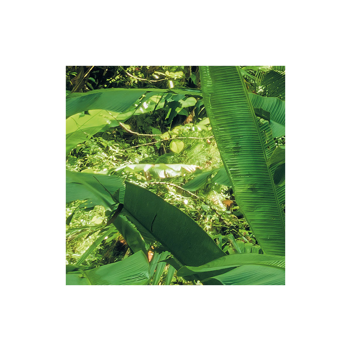 Komar  Vlies Fototapete Into The Jungle 400x250 cm Bild 4