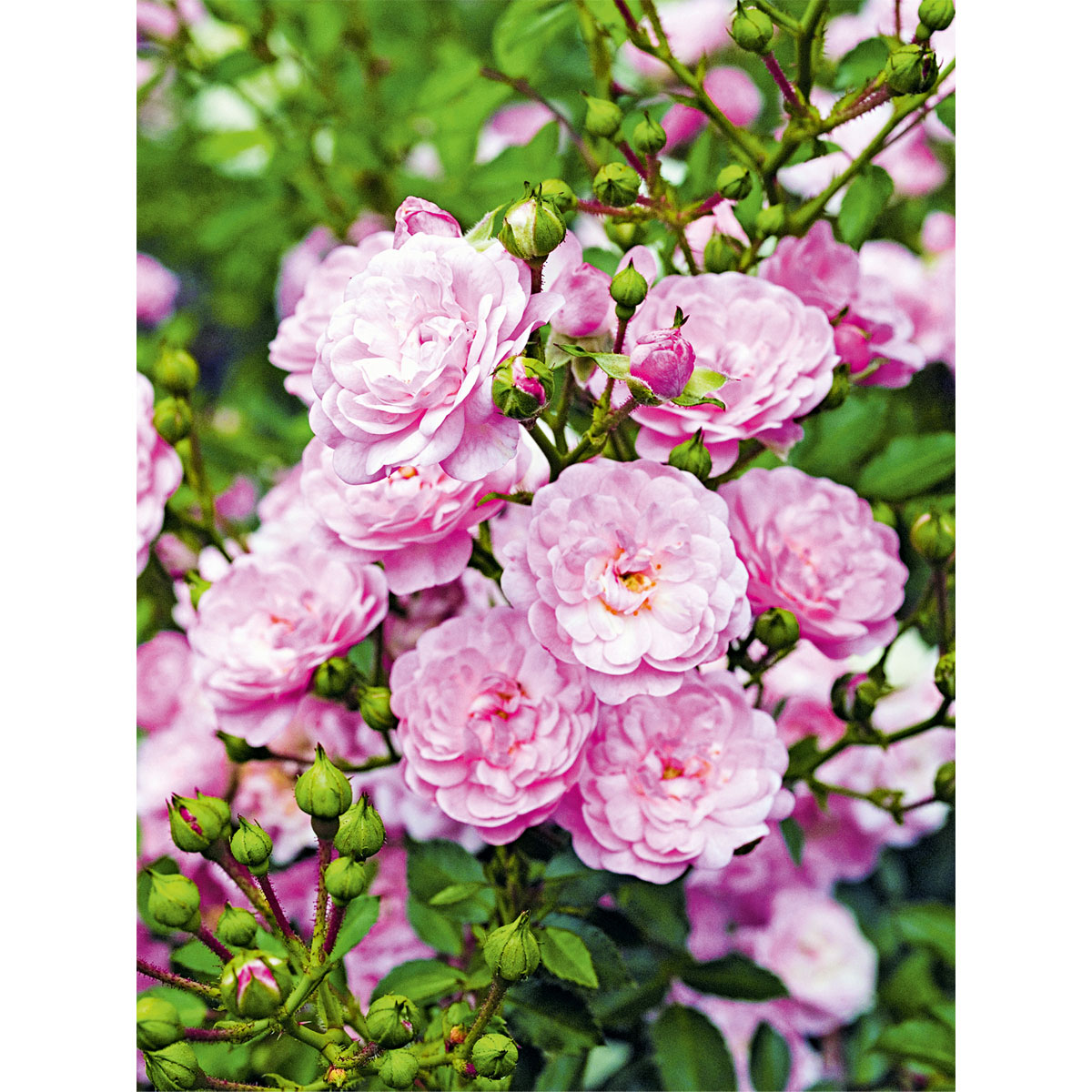 Plantiflor  Bodendeckerrose Fairy-Sorten Topf Durchmesser 19 cm