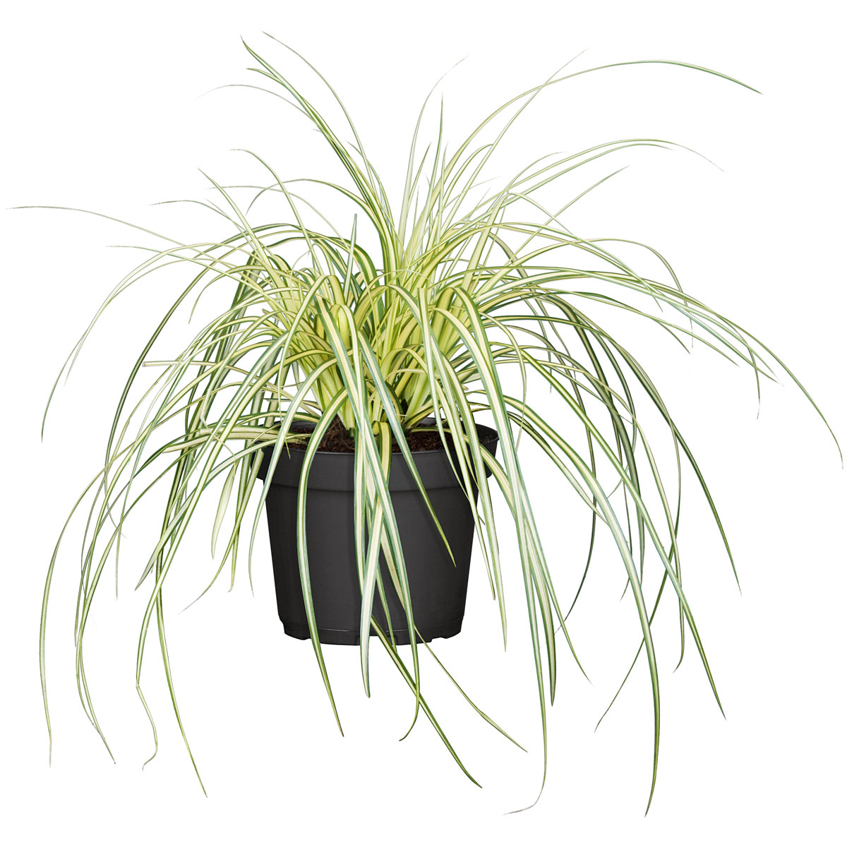 Plantiflor  Gräser Sortiment T19