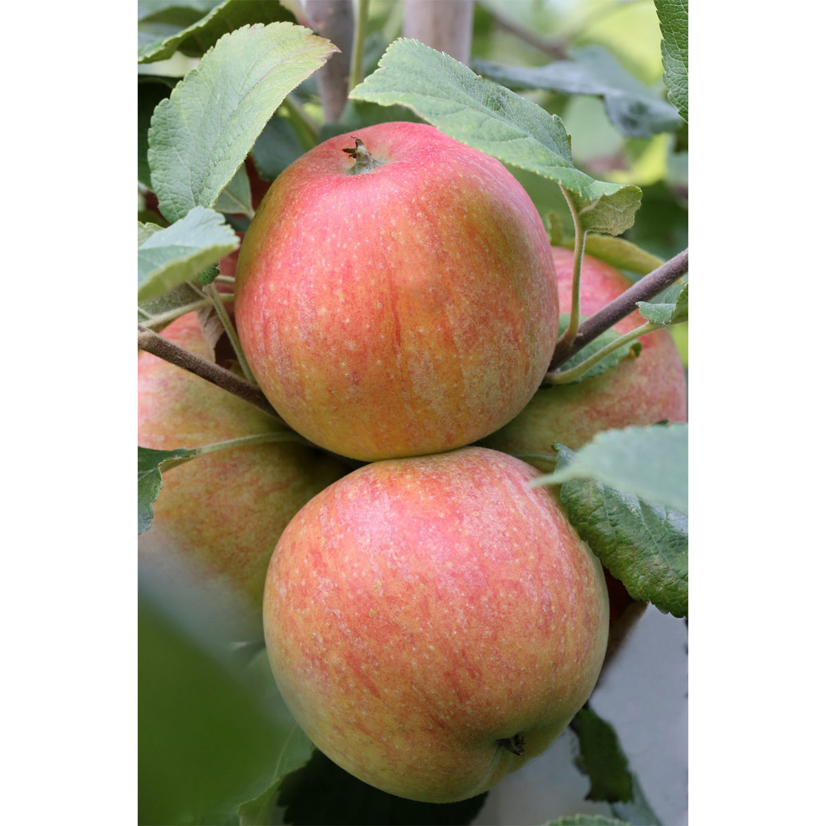 Plantiflor  BIO-Apfel 'Roter Boskoop'