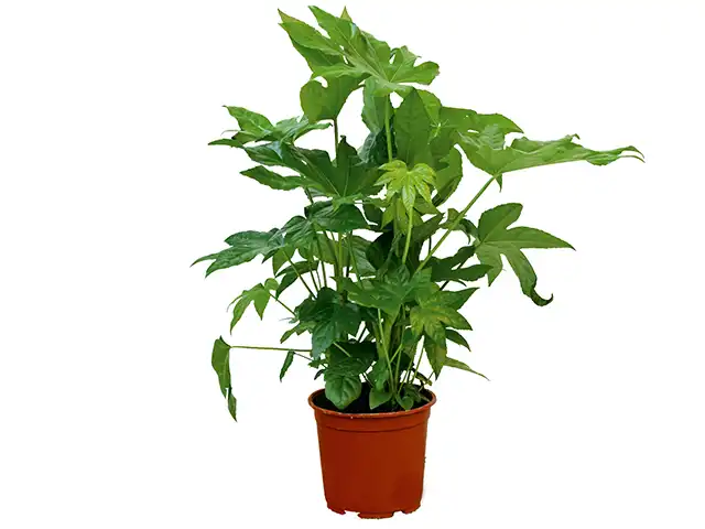 Eine Pflanze wächst in einem braunen Topf, umgeben von einem weißen Hintergrund.