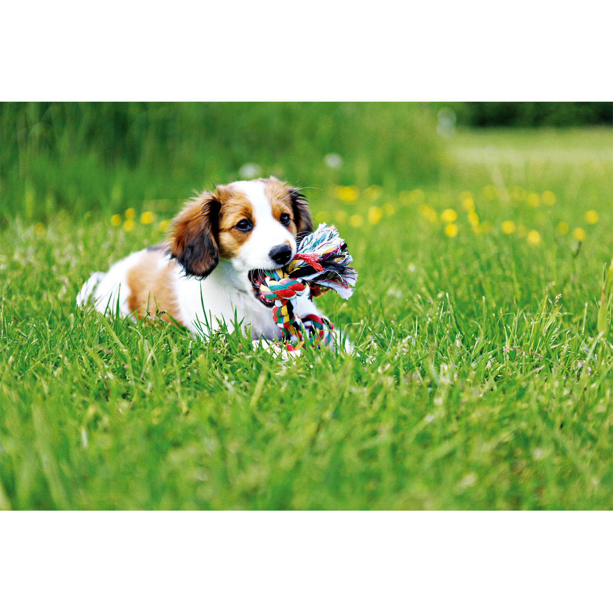 Trixie Spieltau mit 4 Knoten 54 cm Bild 3