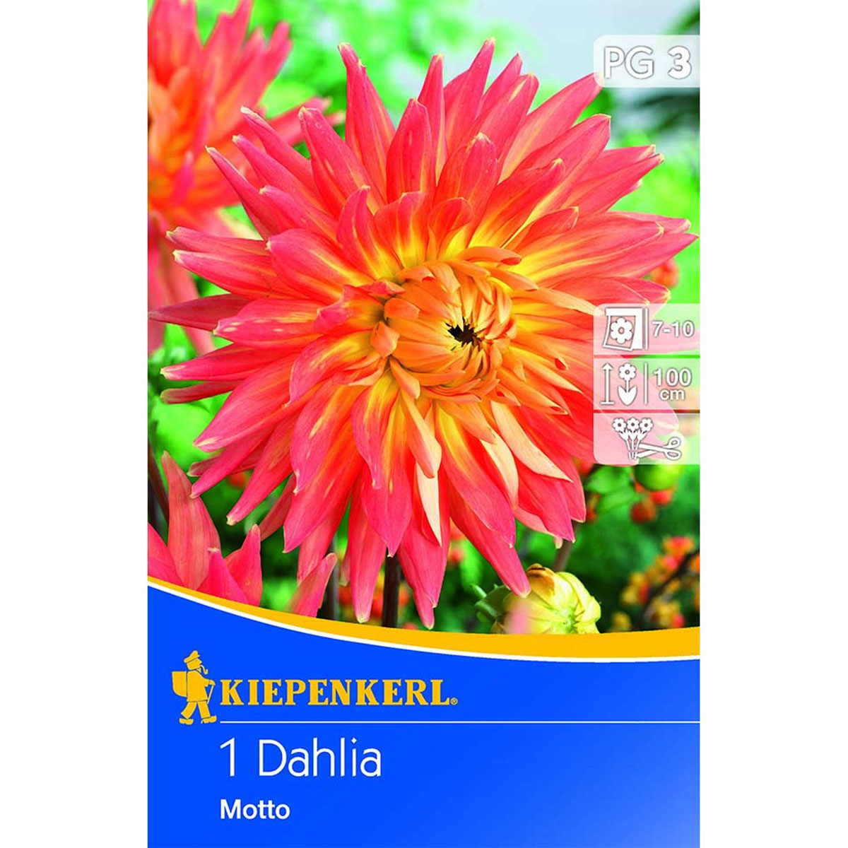 Kiepenkerl Schmuckdahlien Motto orange 1 Stk.