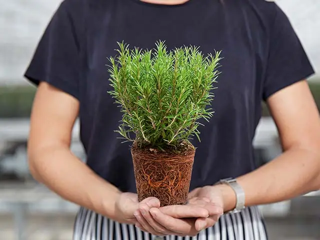 Eine Person hält einen kleinen Rosmarinbusch in einem Topf in einer hellen Umgebung.