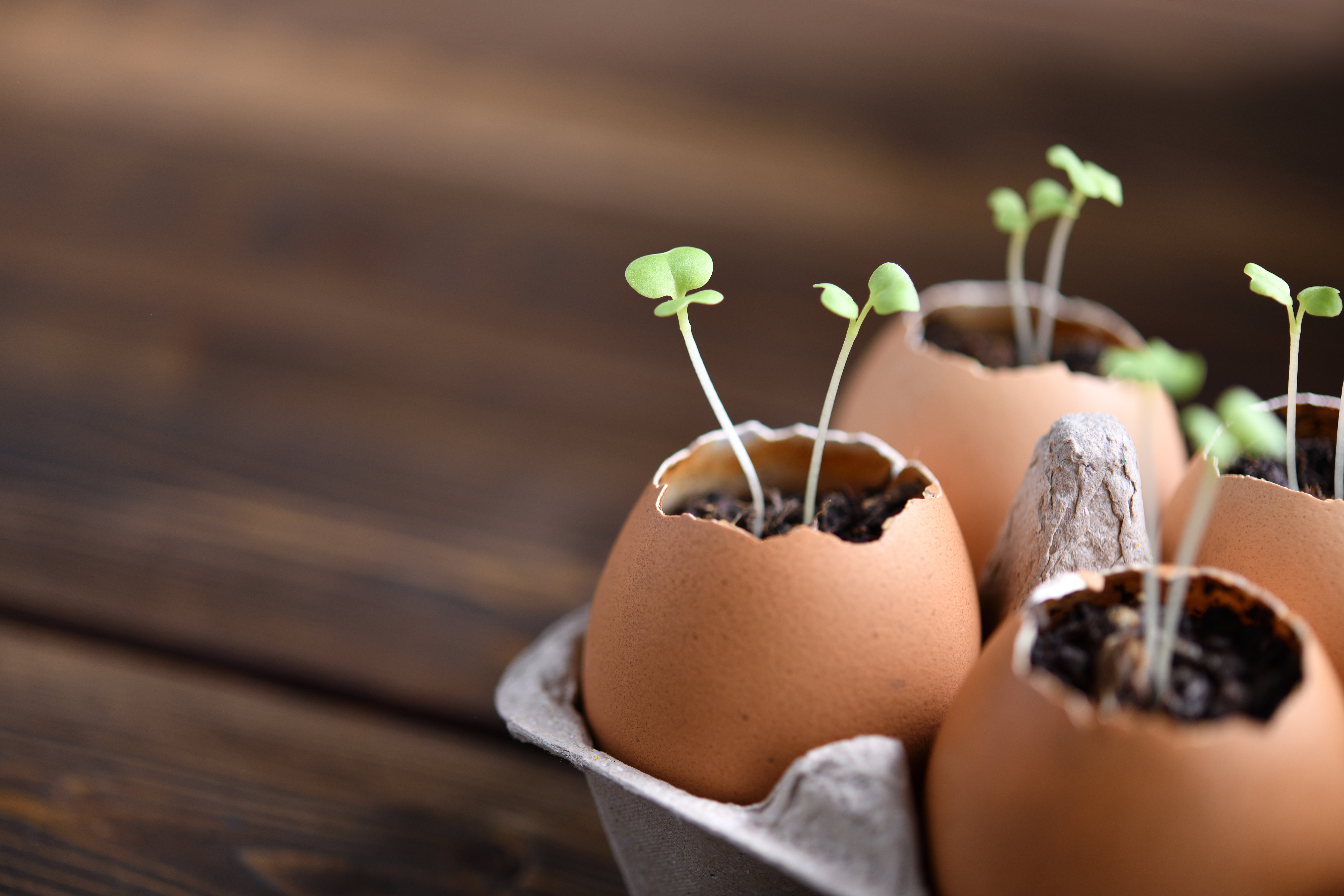 Keimlinge wachsen aus Eierschalen in einem Eierkarton auf einem Holztisch.