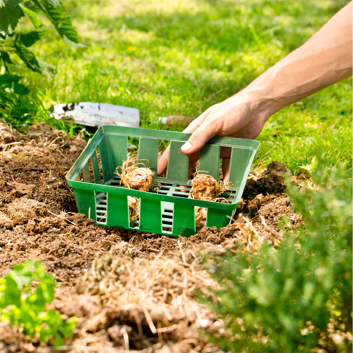 Windhager  Zwiebelschalen 23,5x21 cm 3 Stück Bild 2