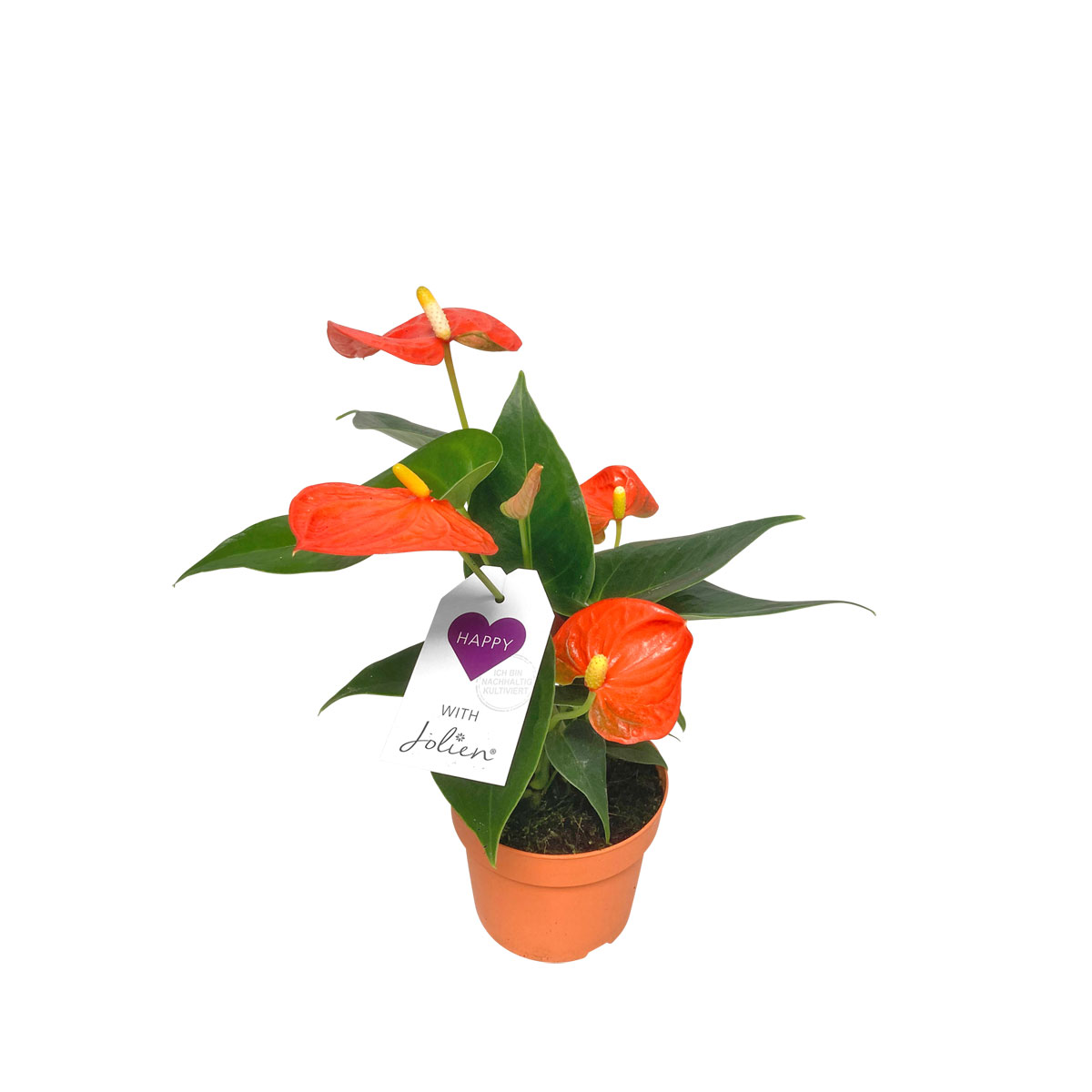 Plantiflor  Flamingoblume Ton in Ton Topf- Durchmesser 10,5 cm Bild 2