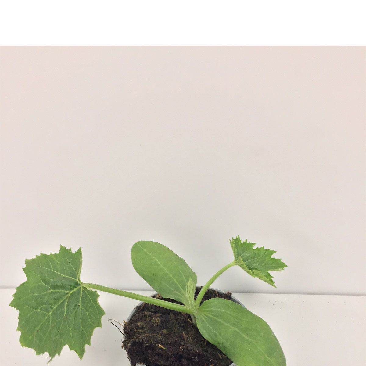 Zucchini Tripolis Bip Antipasti