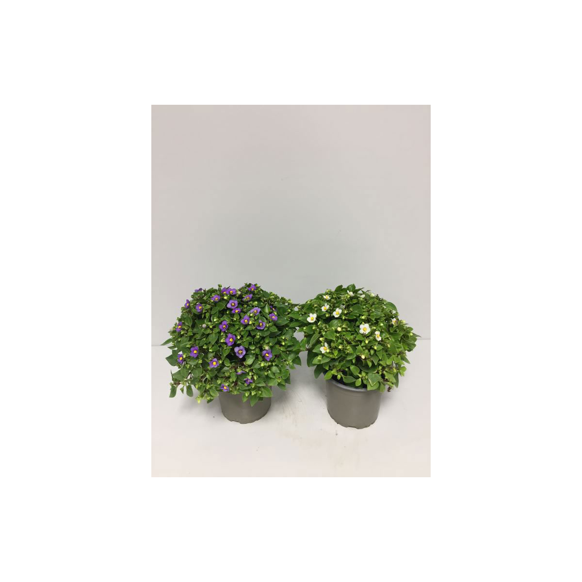 Plantiflor  Blaues Lieschen T12/13