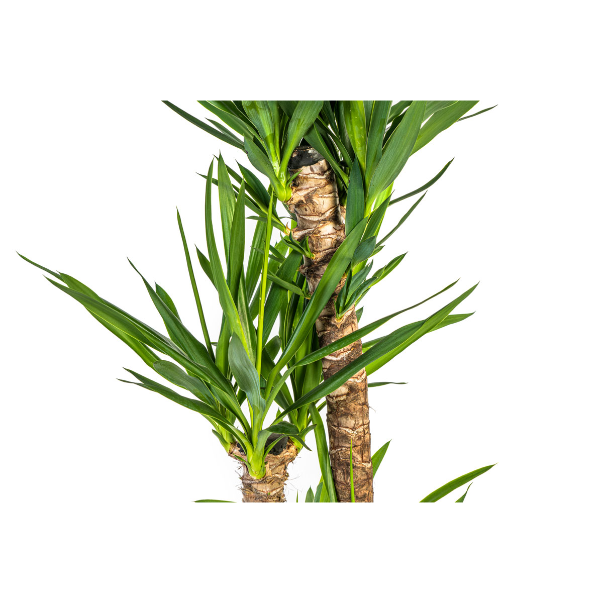 Yucca-Palme, Topf Ø 24 cm Bild 3