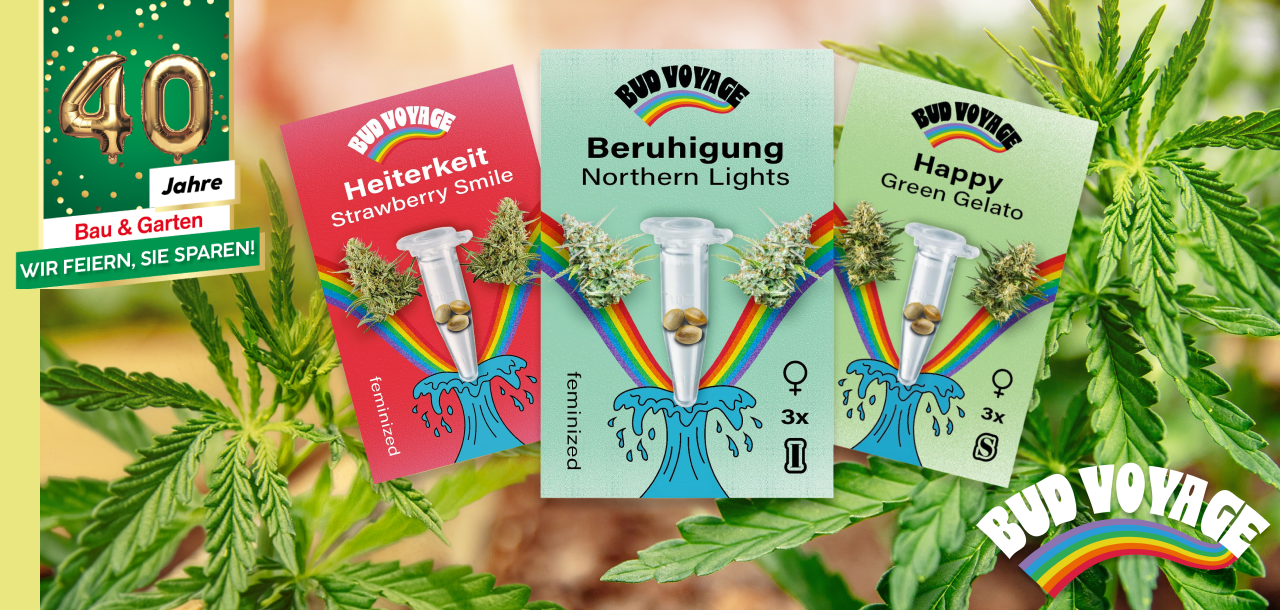 Hanfsamen von Bud Voyage