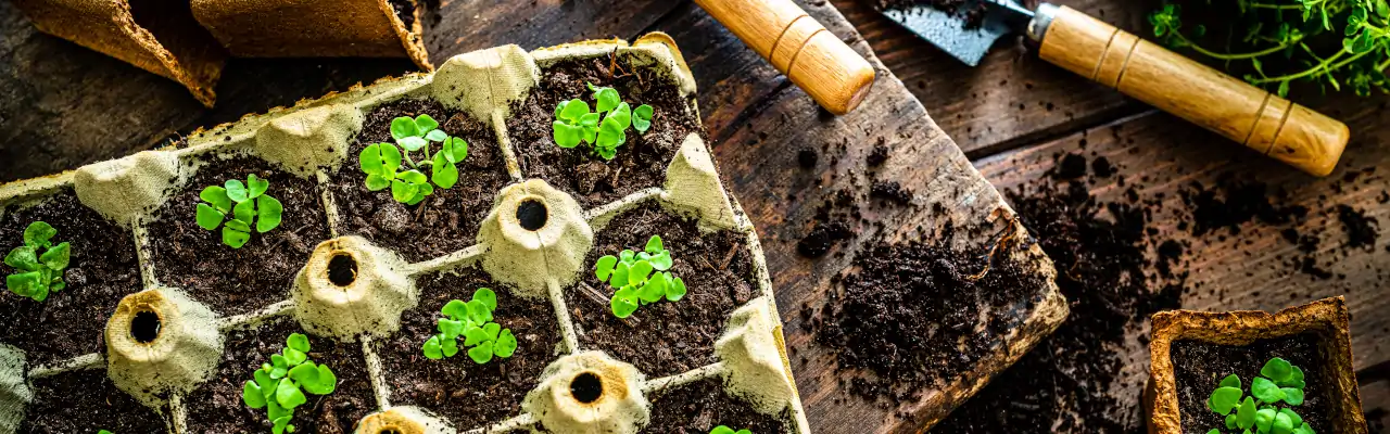 Anzuschtschalen mit Setzlingen