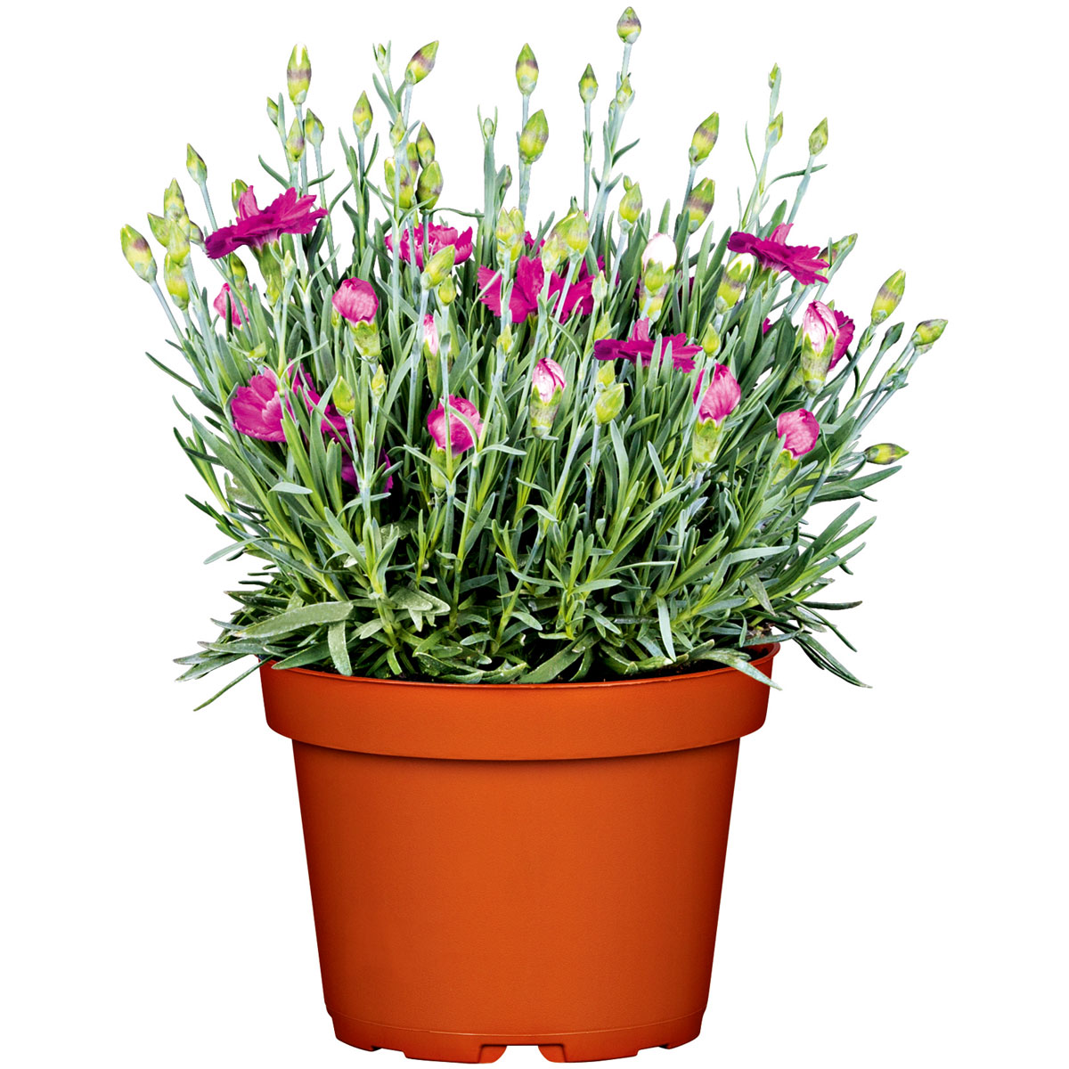 Plantiflor  Garten-Nelke Topf Durchmesser 12 cm Bild 1