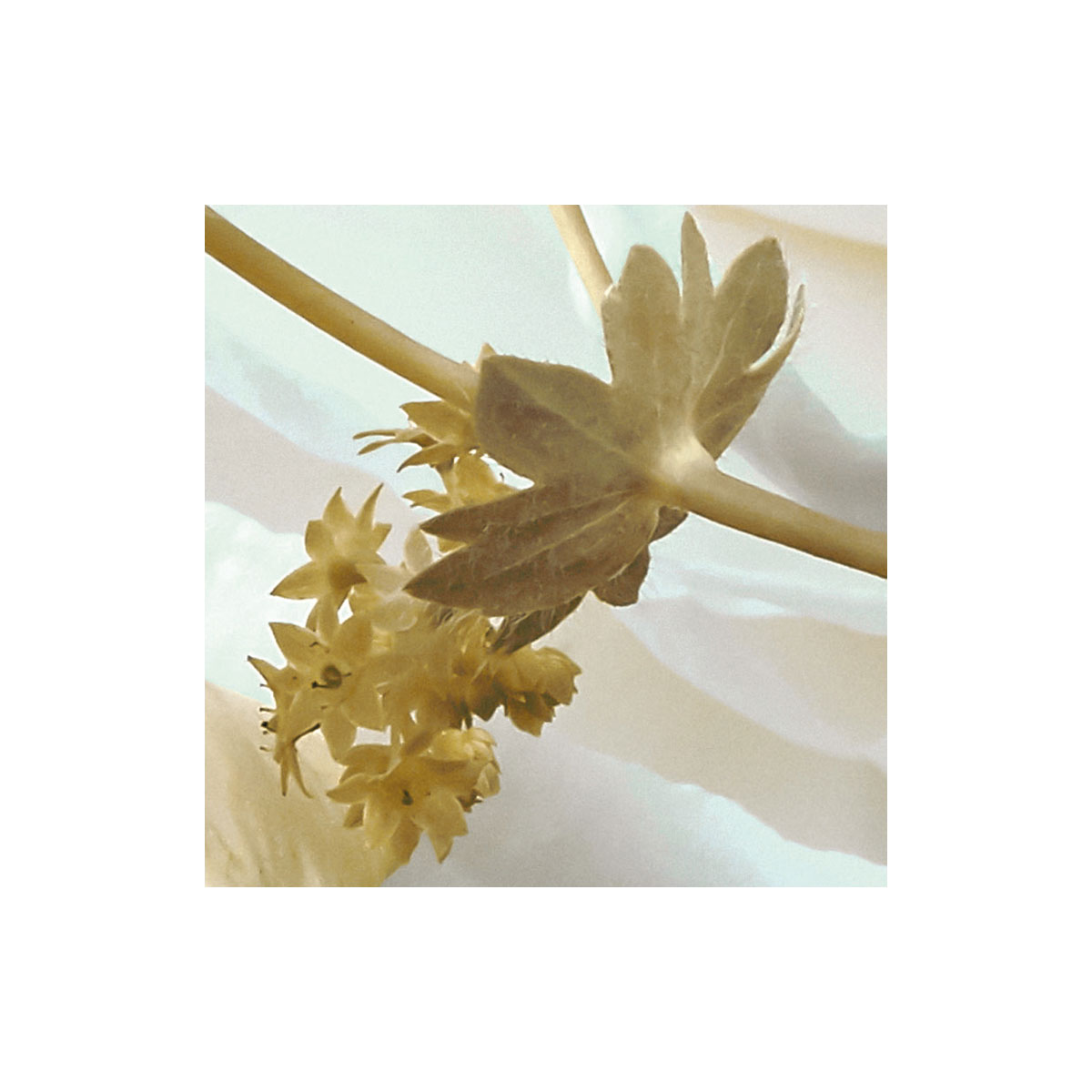 Komar  Vlies Fototapete Gentle Bloom 200x250 cm Bild 3