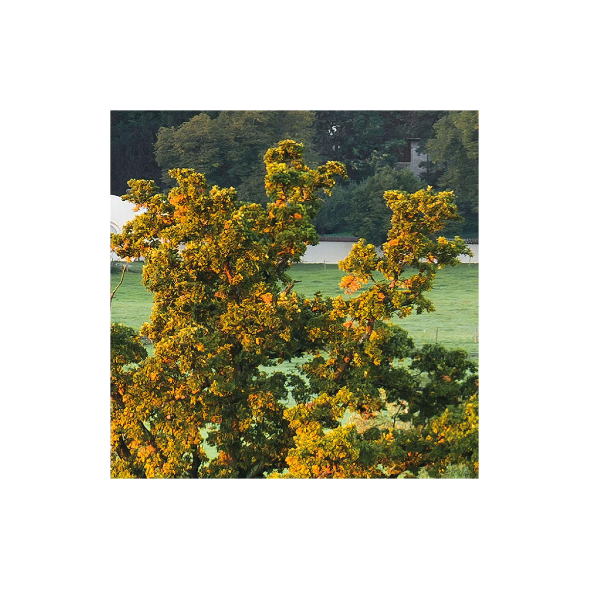 Komar  Vlies Fototapete Himmlisch 450x280 cm Bild 7