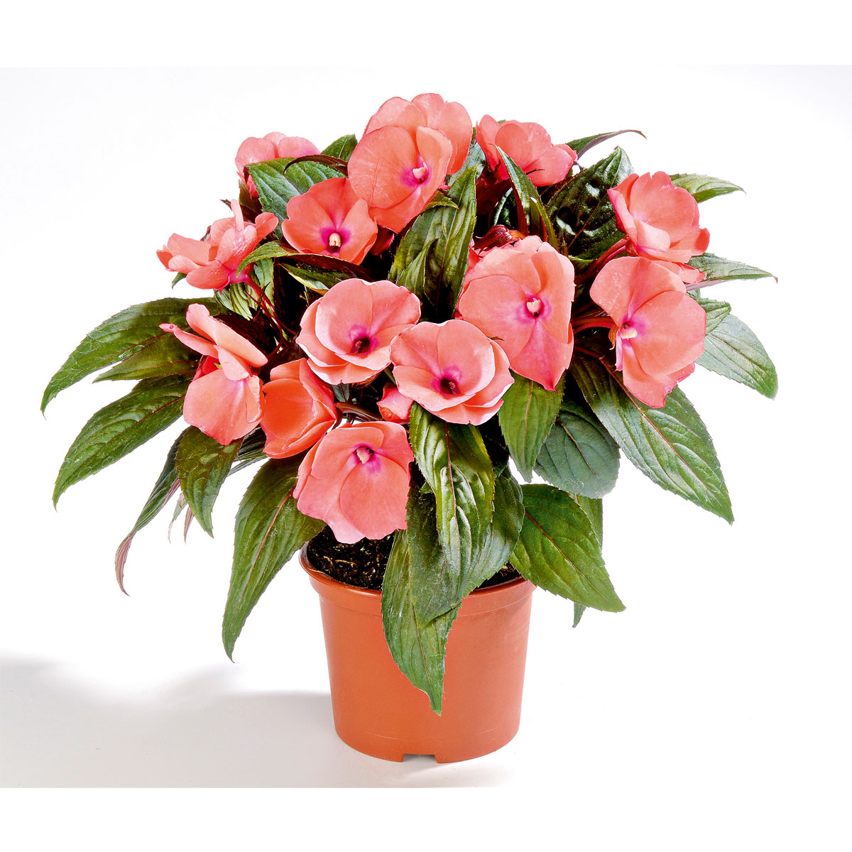 Plantiflor  Edellieschen T12 versch Farben Bild 2