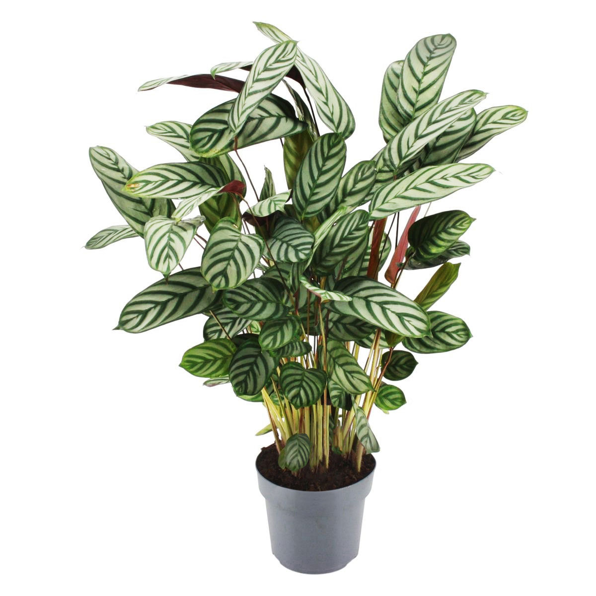 Plantiflor  Grünpflanzen Topf- Durchmesser 21 cm Bild 1