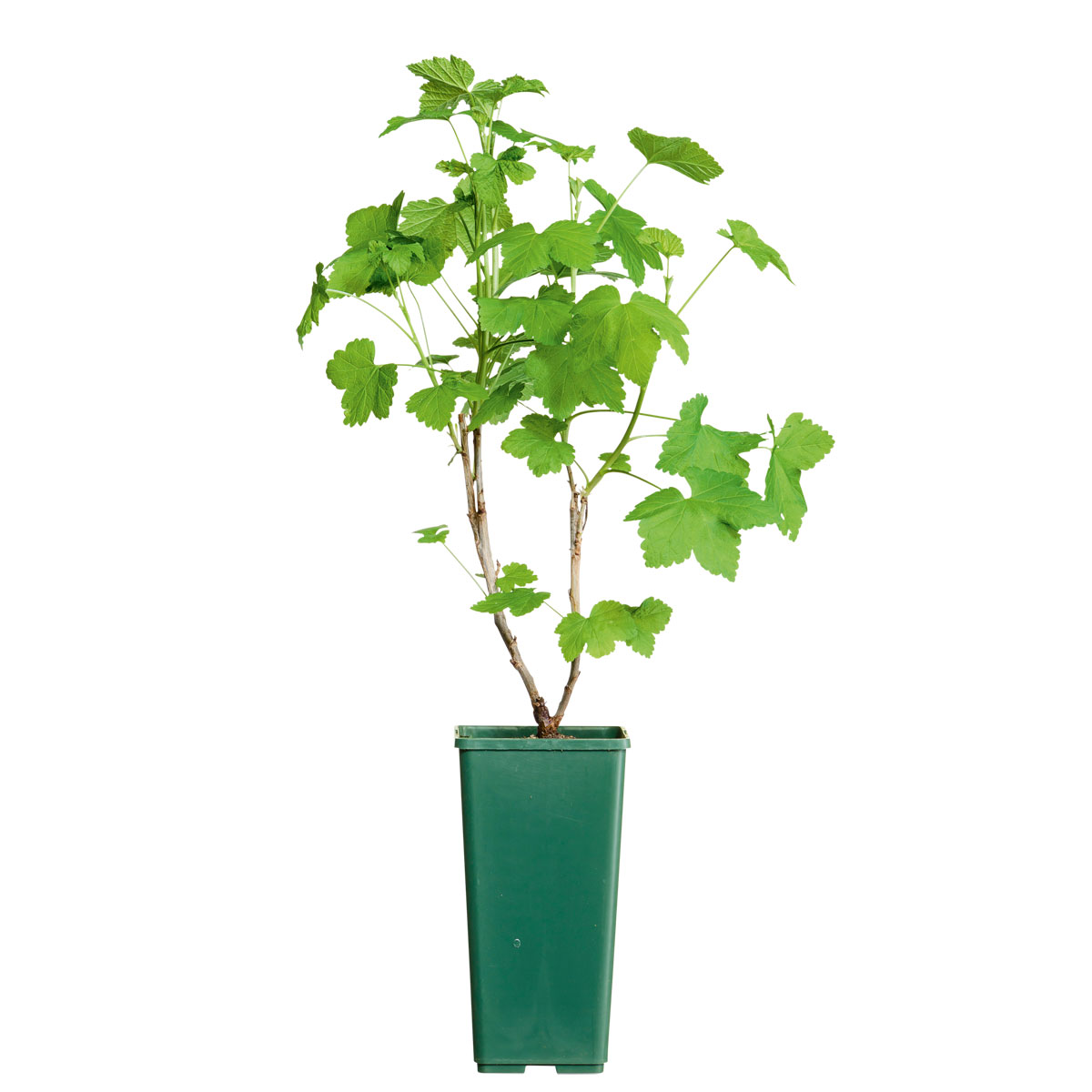 Plantiflor  Johannisbeerstrauch rot im Topf Durchmesser 17 cm