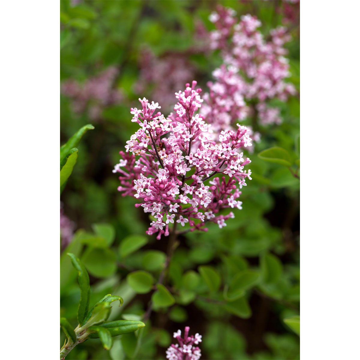 Plantiflor Zwerg-Duftflieder Tinkerbelle Topf Durchmesser 20 cm