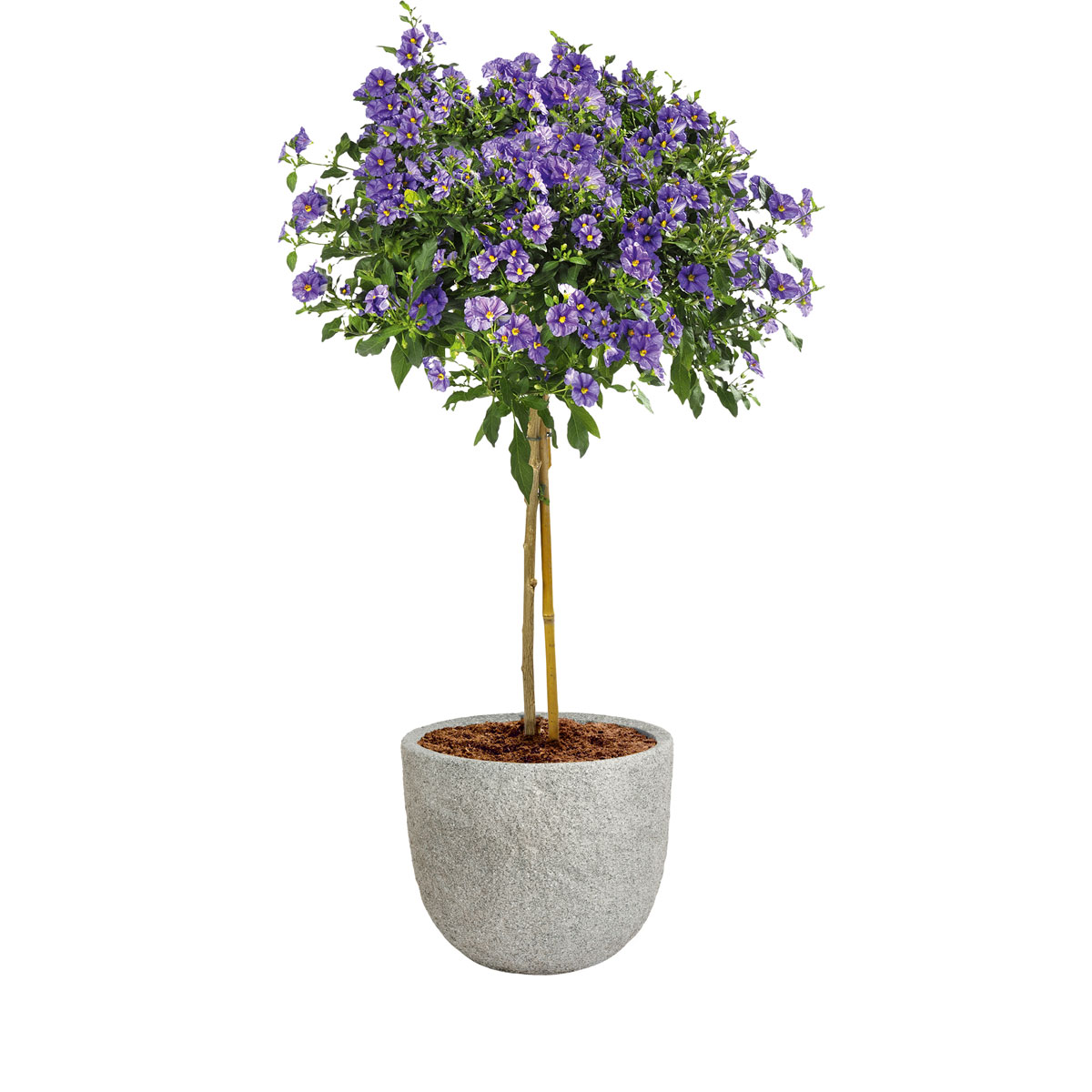 Haveson Fibreclaykübel Durchmesser 45 x 38 cm Natursteinoptik Bild 4