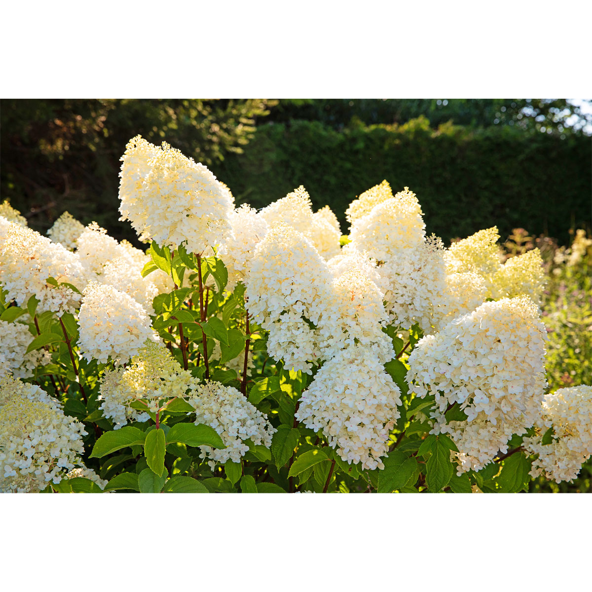 Rispenhortensie Living Creations Topf Durchmesser 23 cm Bild 2