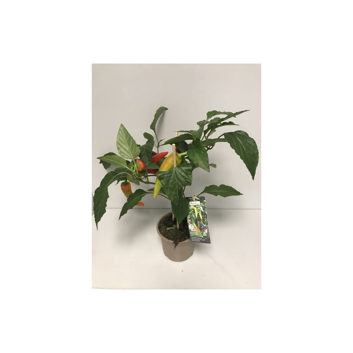 Plantiflor  Chili Mild Tricolor Pick-a-Hot Pep T14