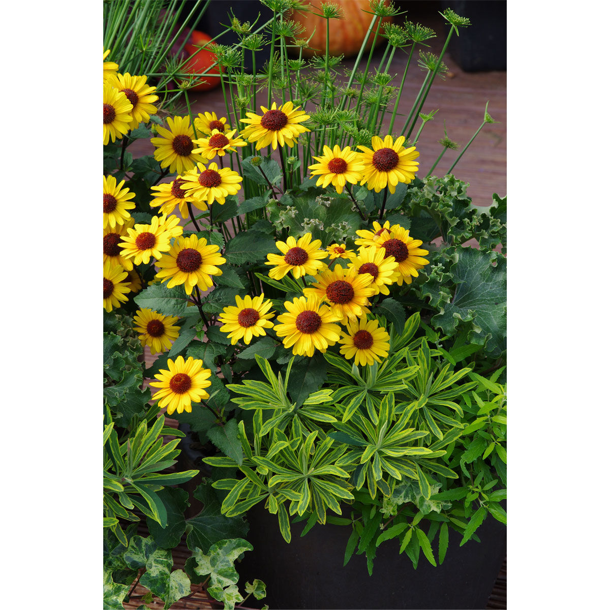 Plantiflor Garten-Sonnenauge C3 Bild 4