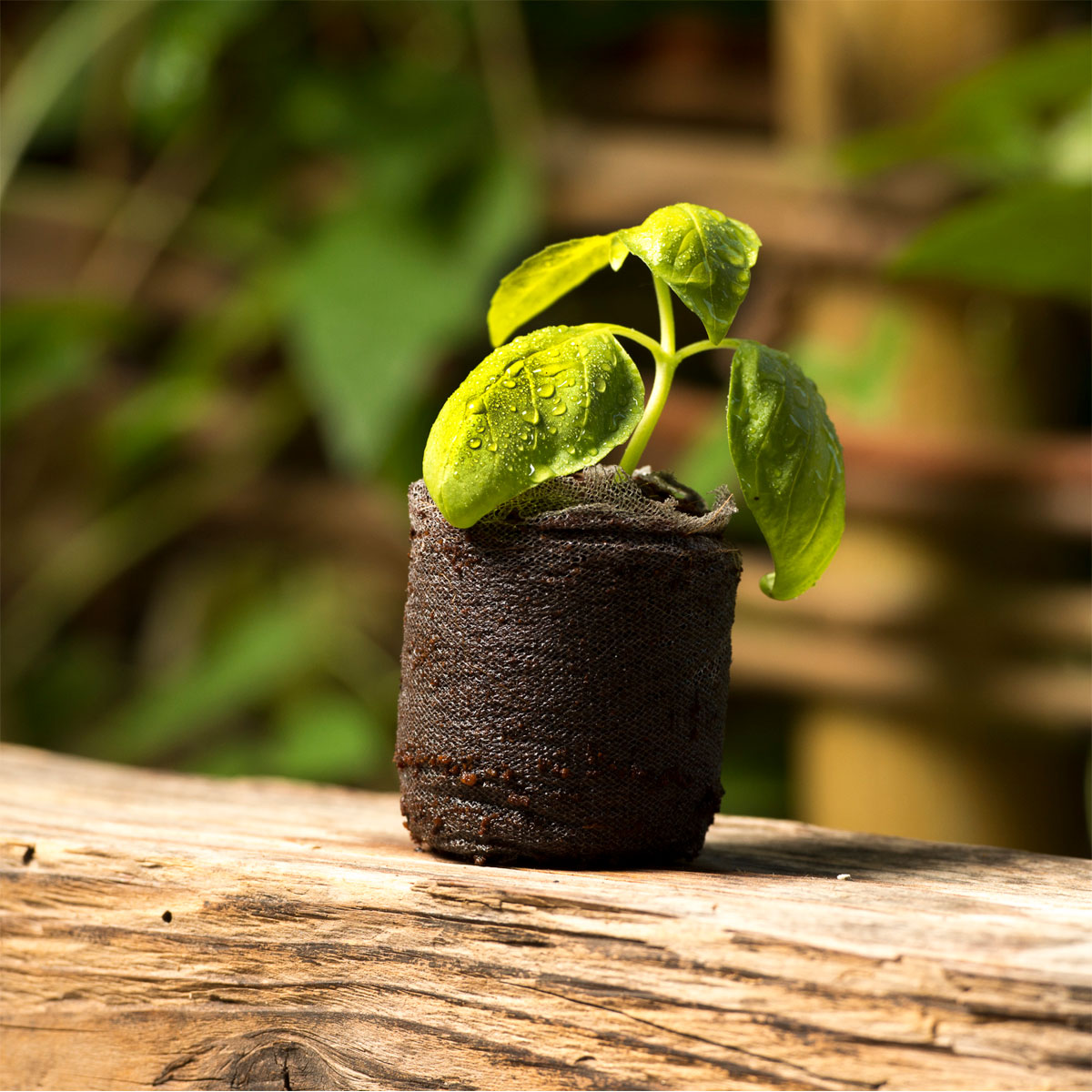 Windhager  Anzucht-Quelltabs 3,5x3,5x0,6 cm 20 Stück Bild 2