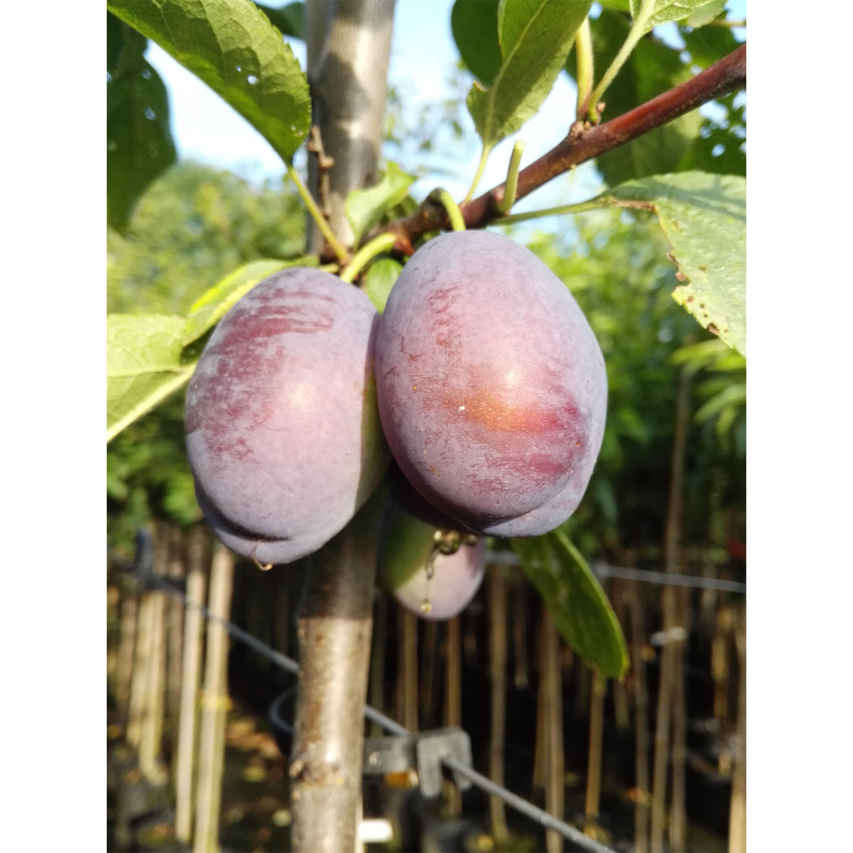 Pflaume Jojo scharkaresistent