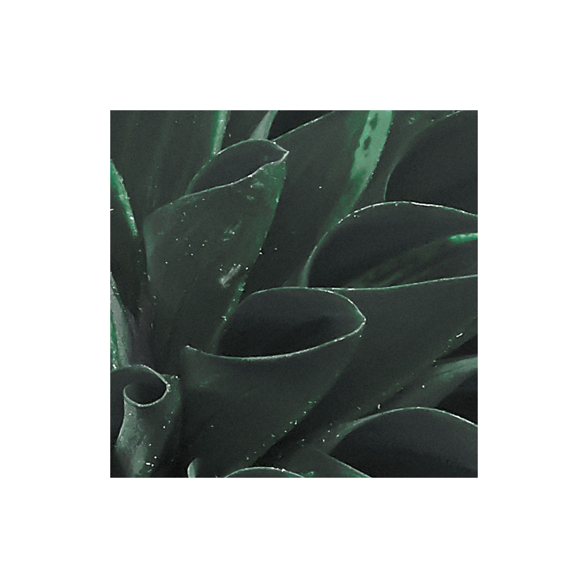 Komar  Vlies Fototapete Gentle Bloom 200x250 cm Bild 6