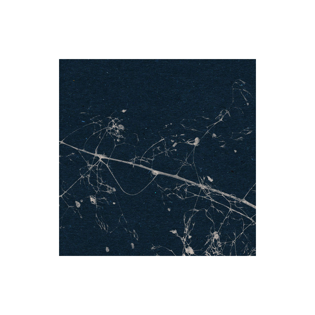 Komar  Selbstklebende Vlies Fototapete rund Branch Durchmesser 125 cm Bild 3