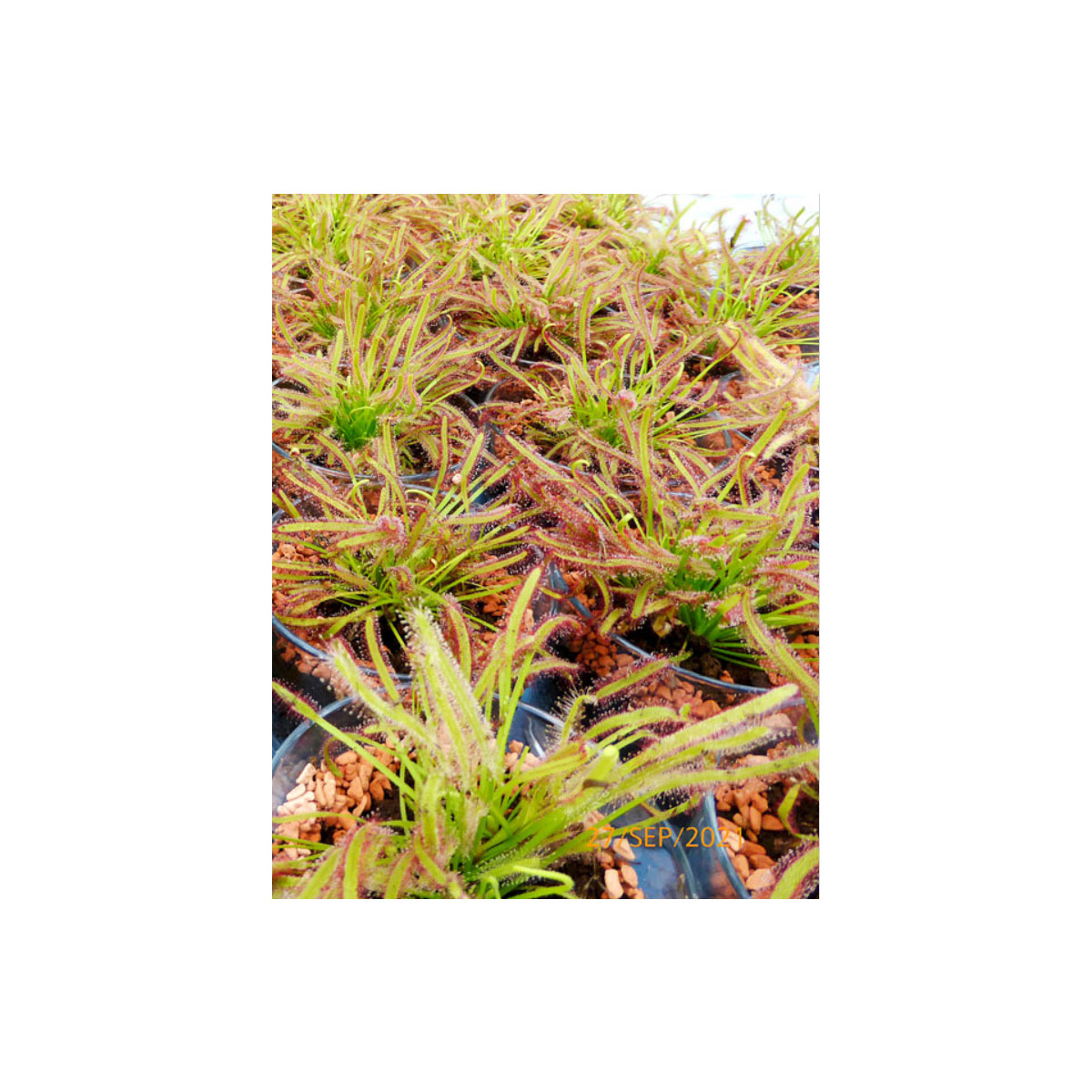 Plantiflor  Sonnentau Topf Durchmesser 9 cm