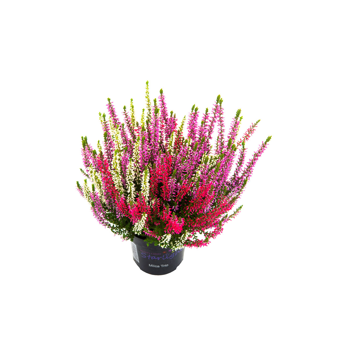 Plantiflor  Knospenheide Beauty Ladies Trio Bild 1