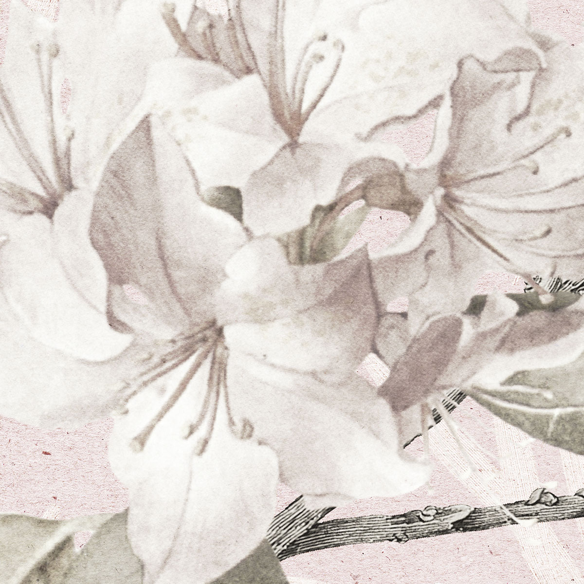 Komar  Vlies Fototapete Kalina 350x250 cm Bild 5