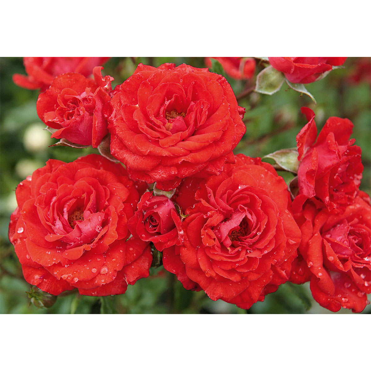 Plantiflor  Beet-Duftrose rot Topf 23 cm Bild 3