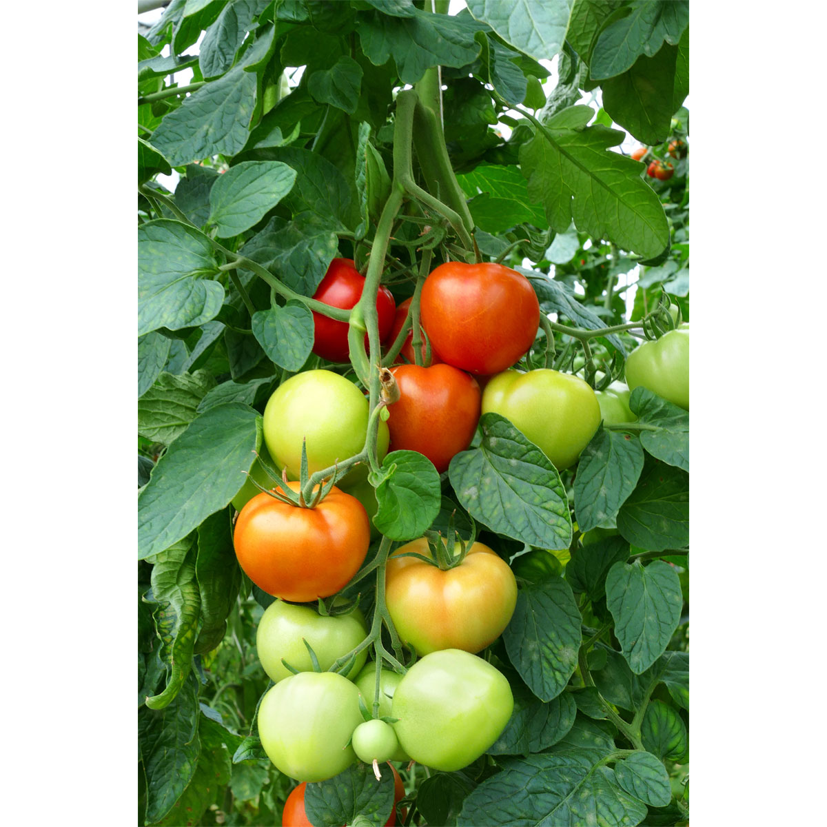 Plantiflor  Cherrytomate plastikfrei Topf Durchmesser 12 cm Bild 3