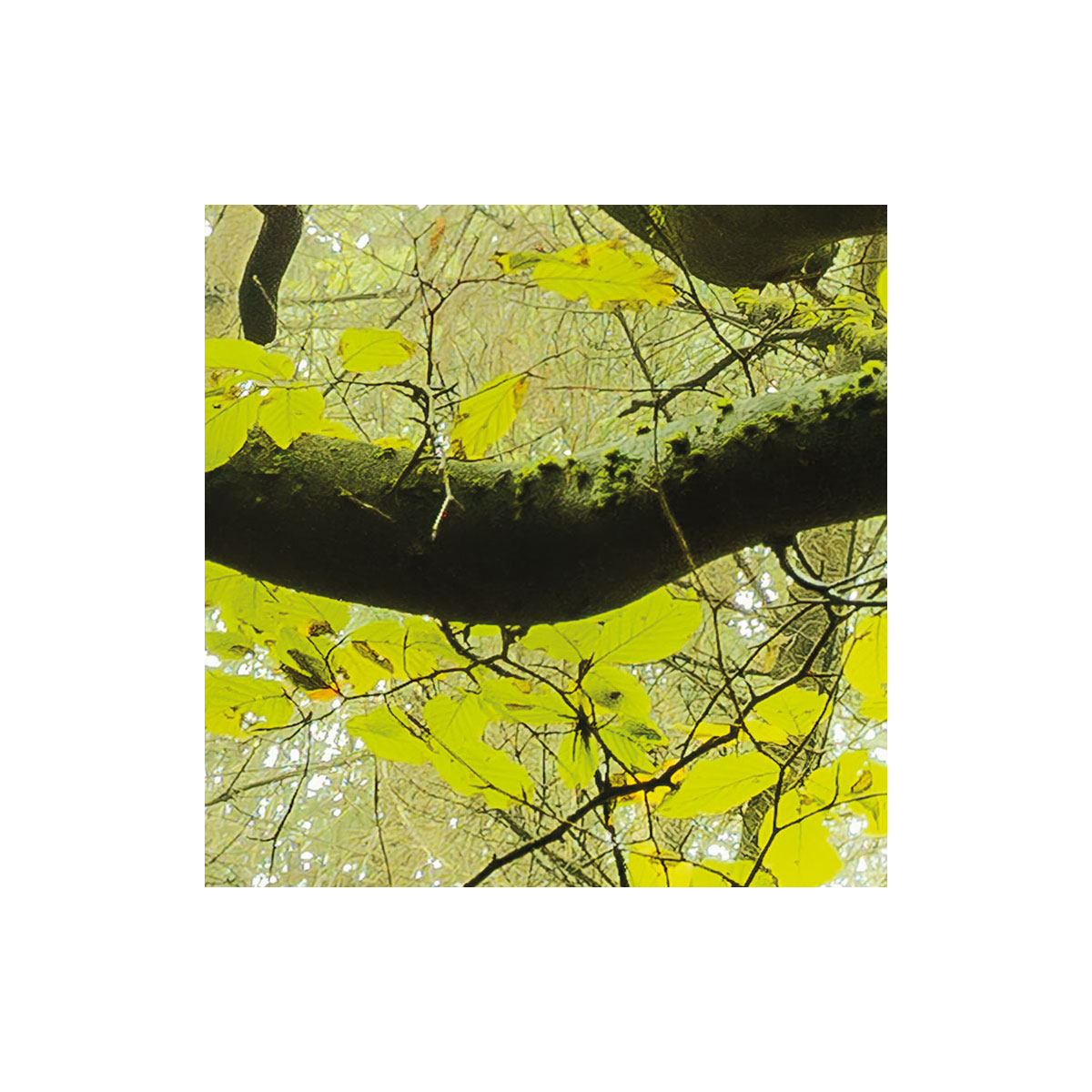 Komar  Vlies Fototapete Der Traumbaum 300x280 cm Bild 4