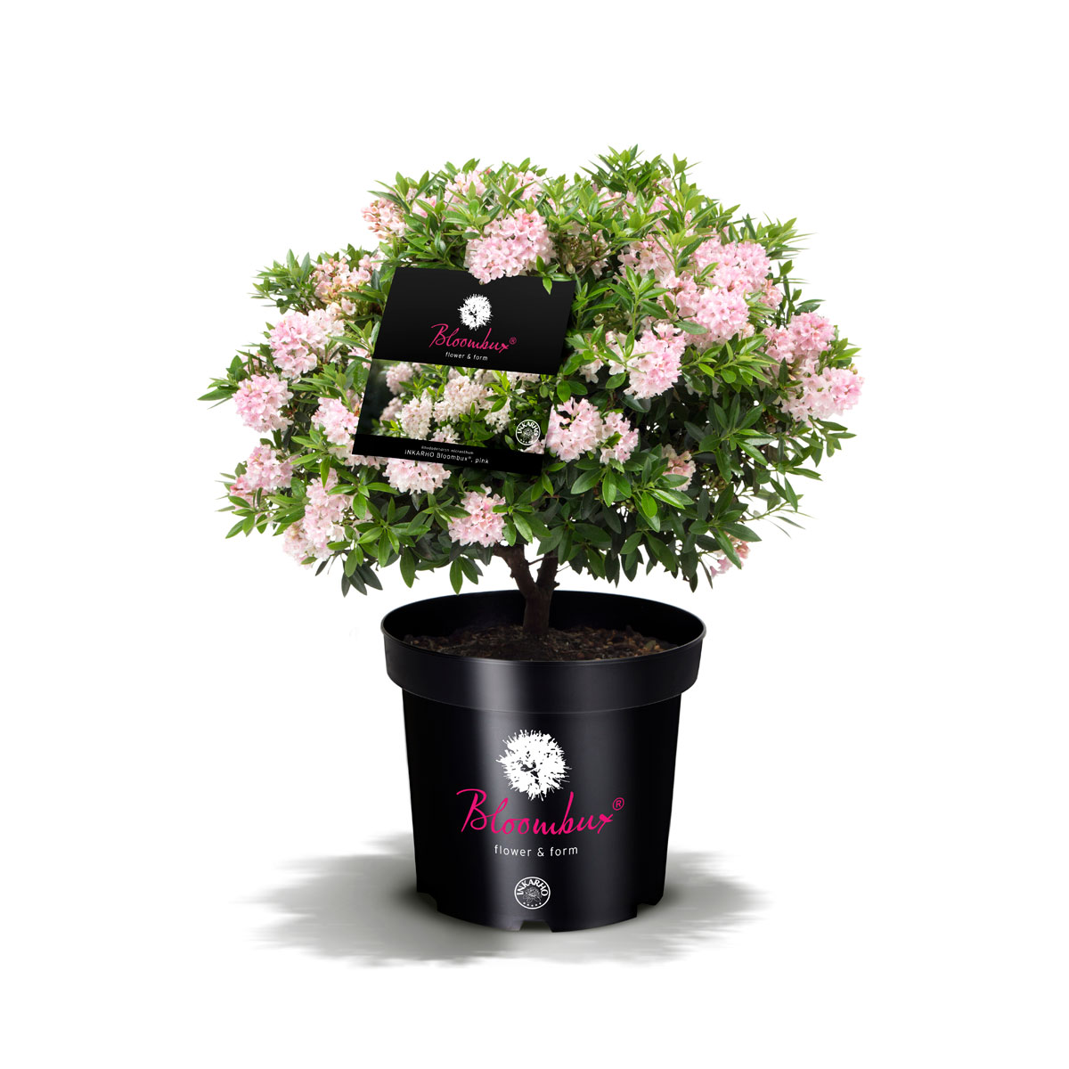Rhododendron Bloombux Kugel Topf Durchmesser 23 cm