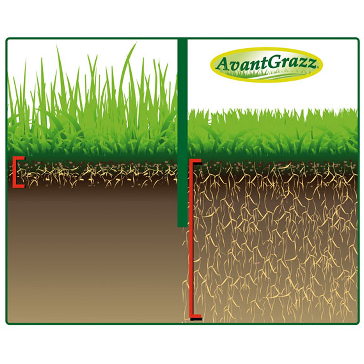 Best Direct Rasensamen „Avant Grazz“, 1 kg Bild 3