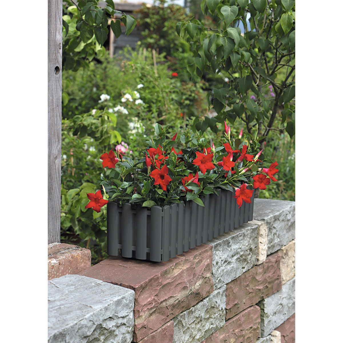 Geli Blumenkasten Palido 75 cm anthrazit Bild 2