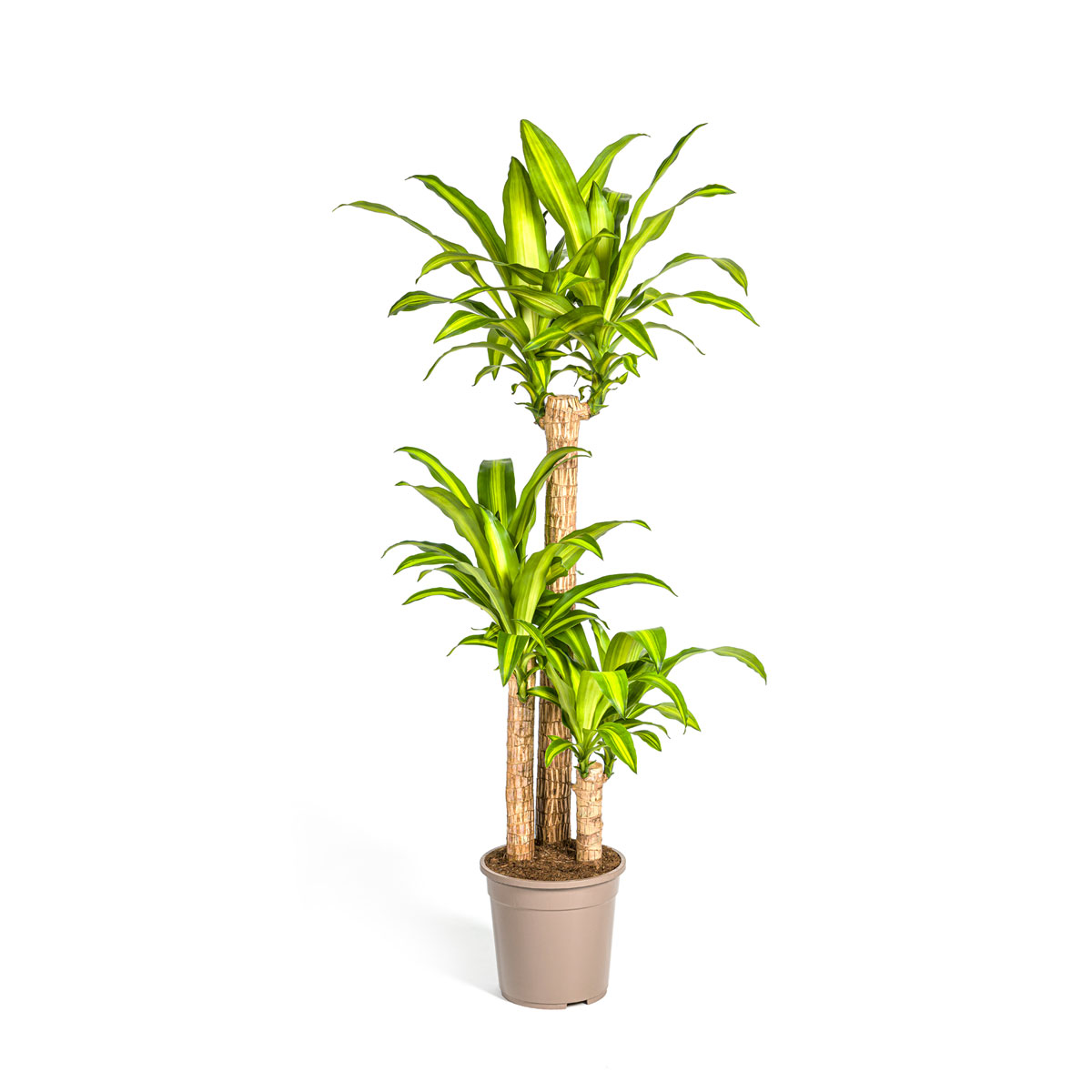 Duftender Drachenbaum „Massangeana“, Topf Ø 24 cm Bild 1