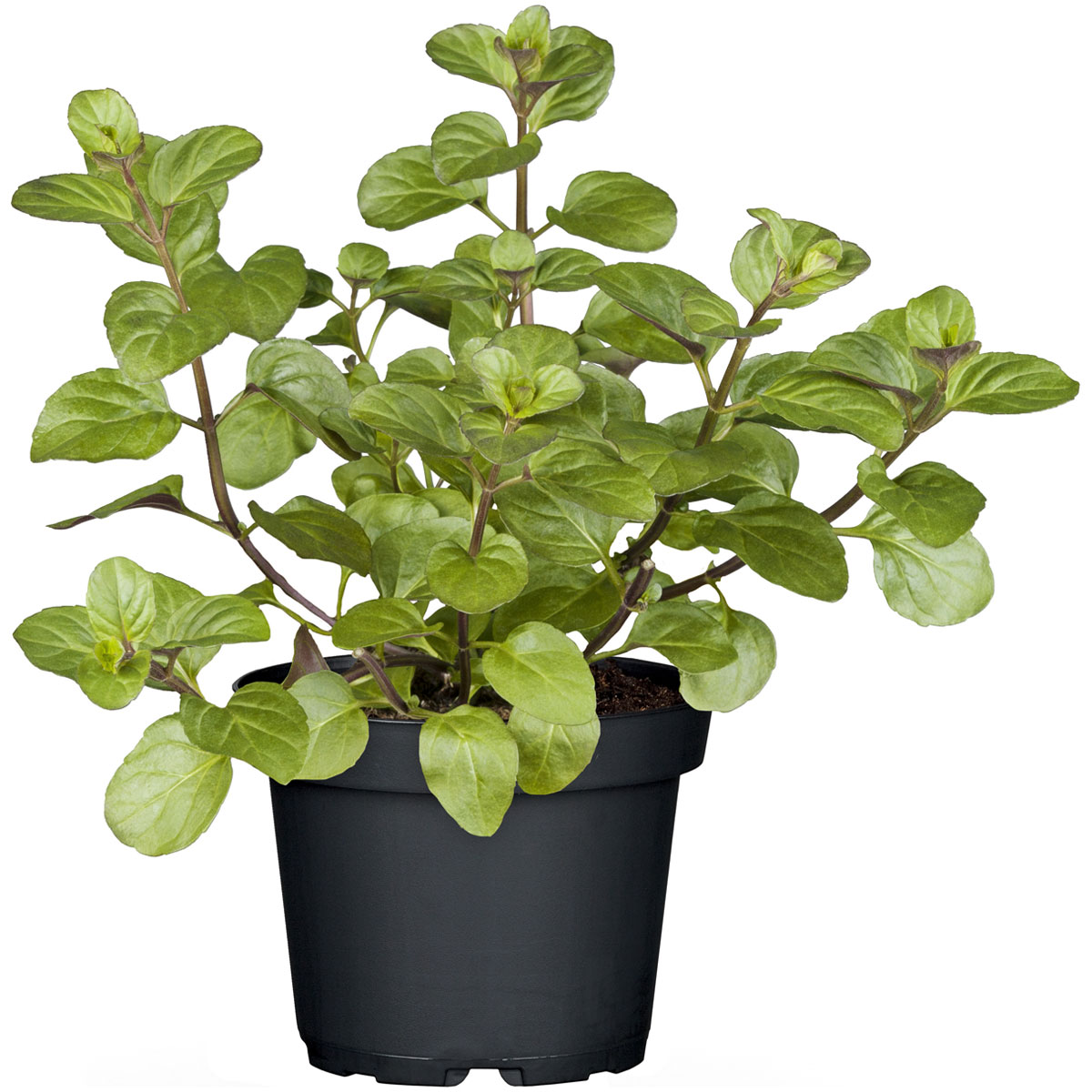 Plantiflor Gourmetkräuter Salatkräuter und Kräuterbutter Topf Durchmesser 13 cm Bild 3