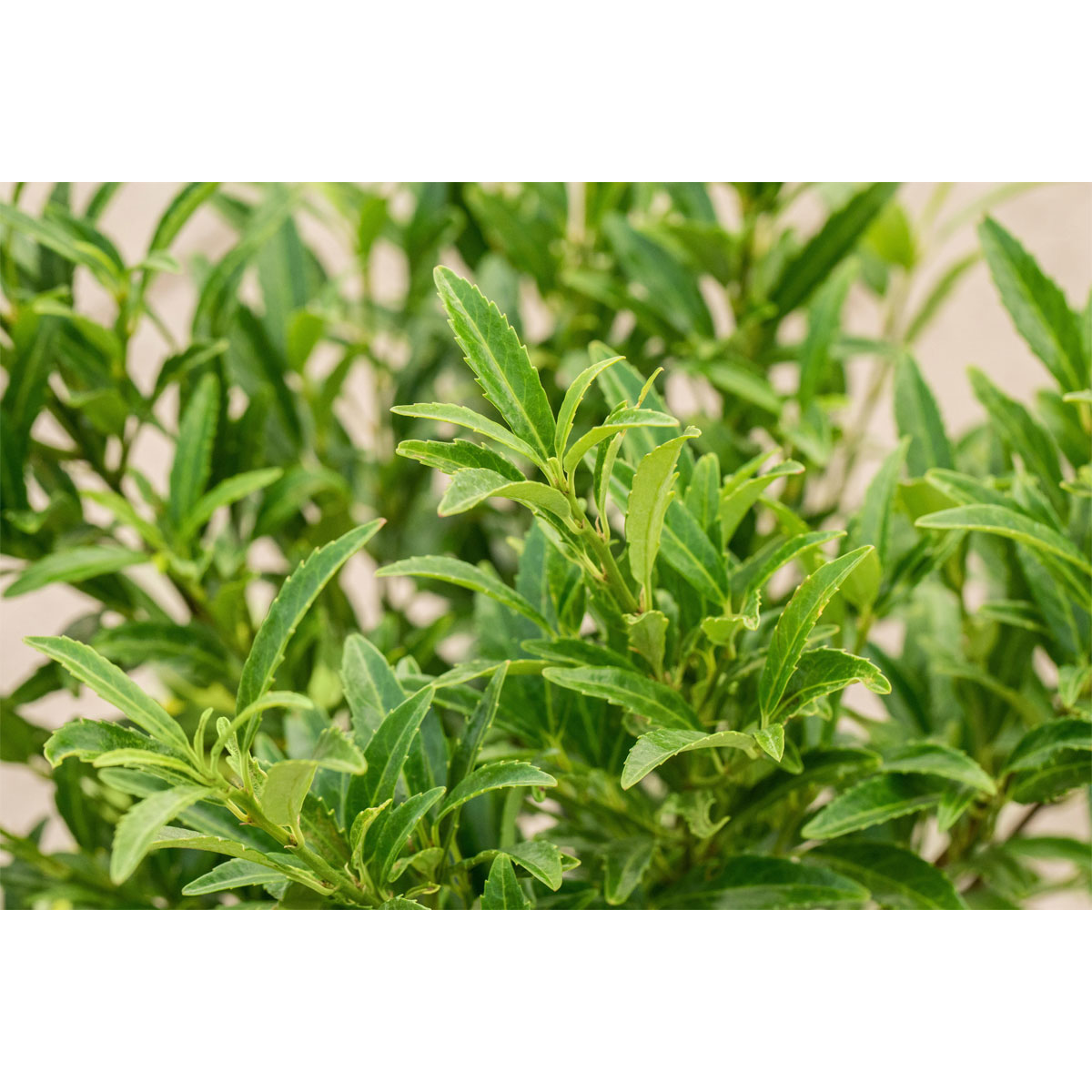 Plantiflor  Kirschlorbeer Sofia Topf Durchmesser 23 cm