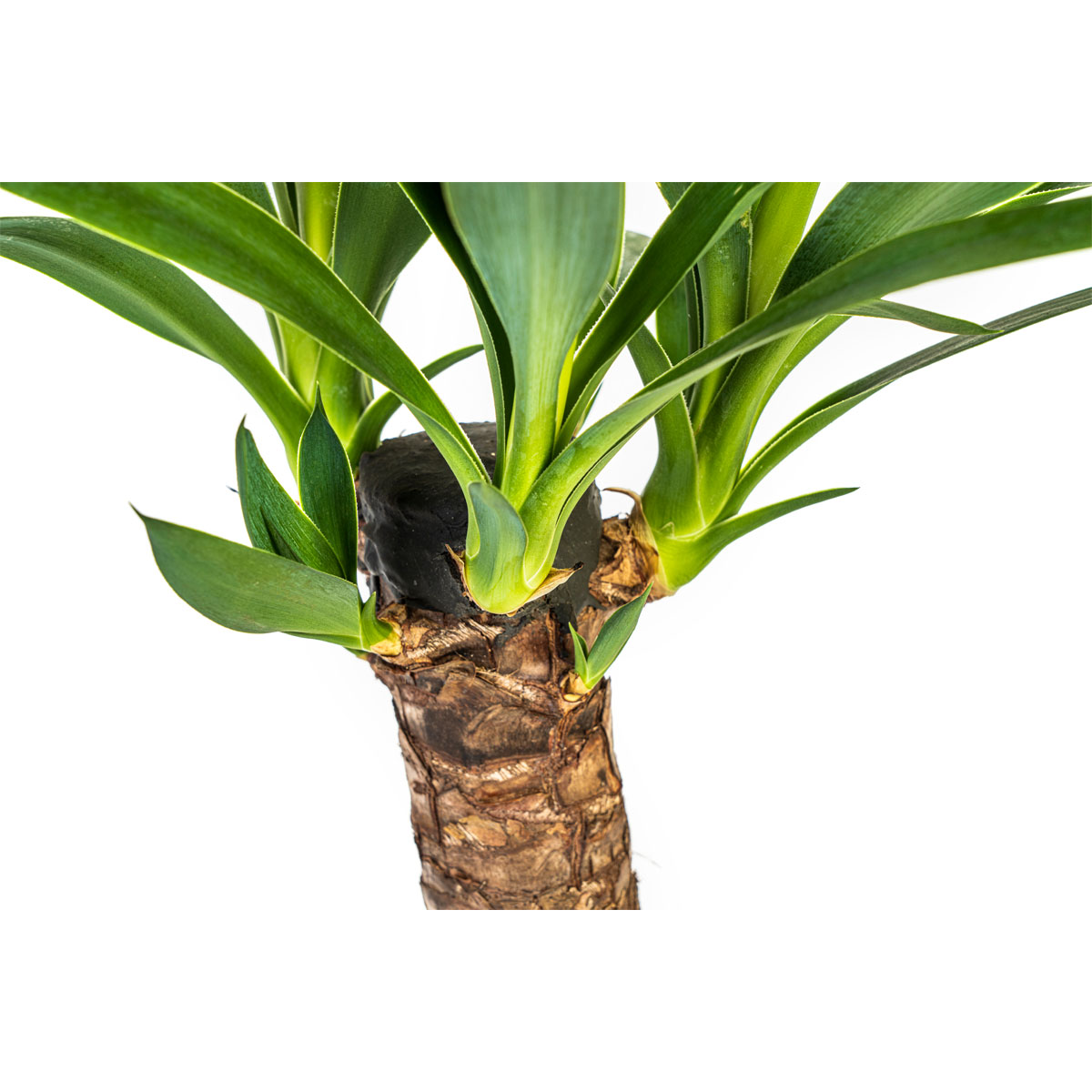 Yucca-Palme, 4 Stück, Topf Ø 13 cm Bild 3